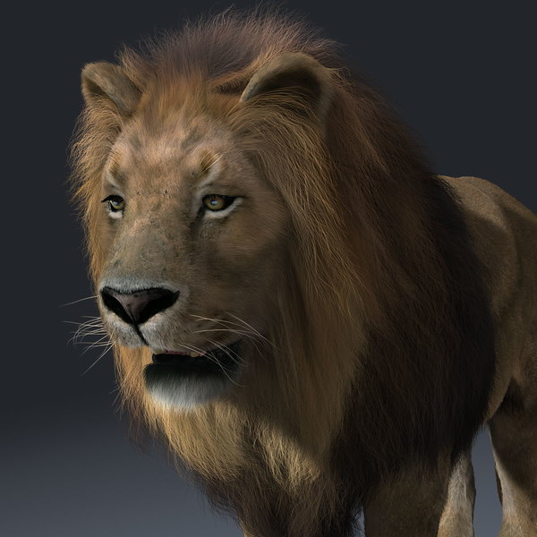 3d lion fur