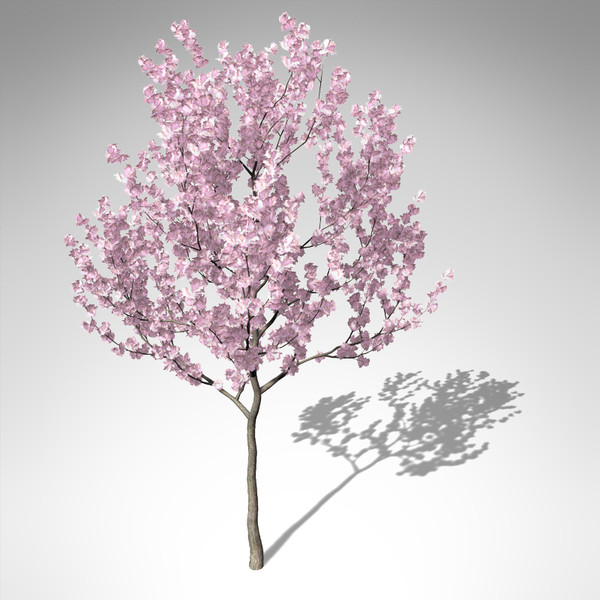 cherry blossom tree 3d model free kanzan cherry tree blossoms 3d model cherry blossom tree 3d model free kanzan cherry tree blossoms 3d model