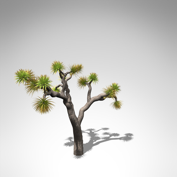 joshua tree plant 3d model