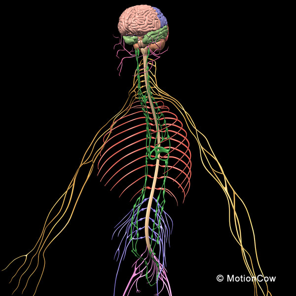 3d model human anatomy nervous systems - Skeleton, Anatomy & Nervous