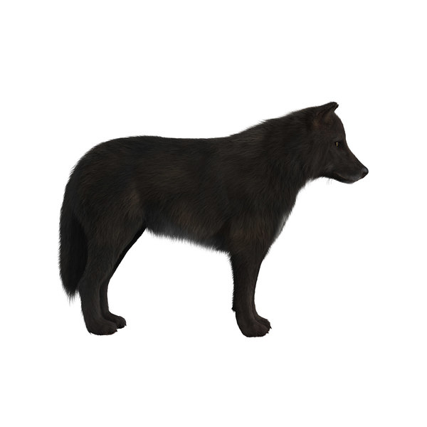 black wolf fur 3d model