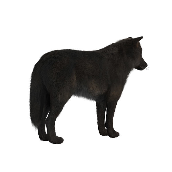 black wolf fur 3d model