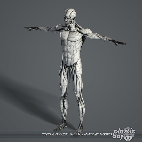 male muscular skeletal systems 3d c4d