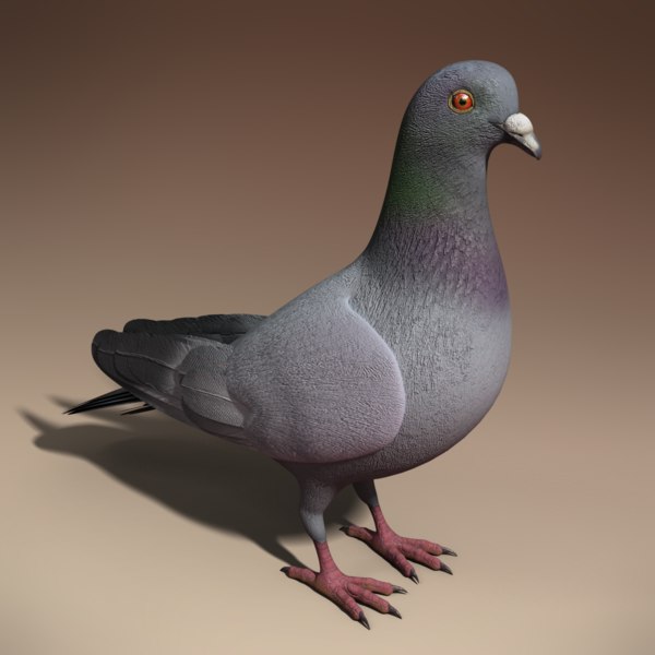 Dove+Models pigeon - rigged dove animation 3d model - Pigeon - Rigged & Animated ...