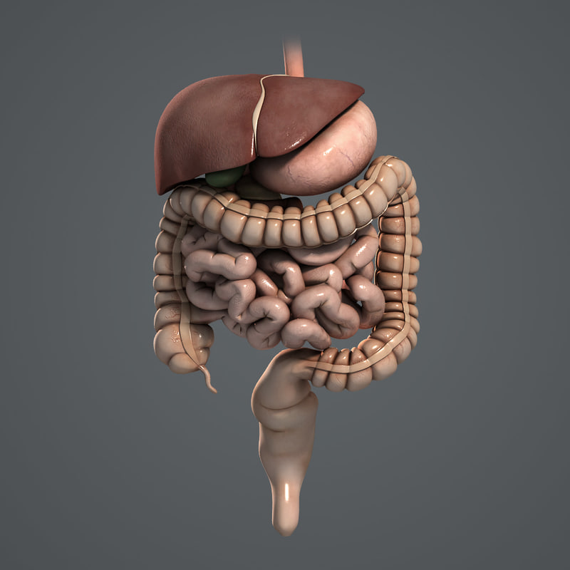 3d medically human digestive stomach