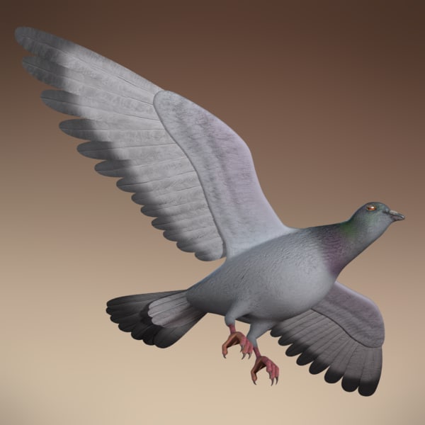 Dove+Models pigeon - rigged dove animation 3d model - Pigeon - Rigged & Animated ...