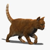 cat 3d models