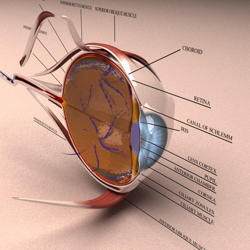3d Model Human Eye Section 3d Model Human Eye Section