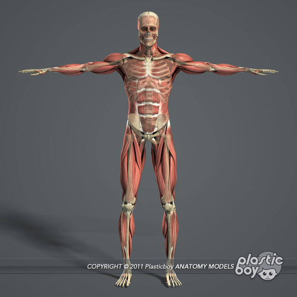 3d model of male body muscular skeletal
