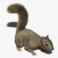 squirrel 3d models
