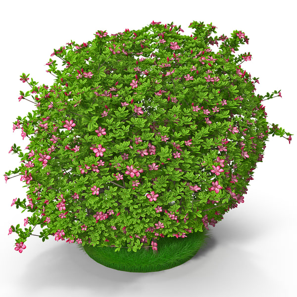 3d model Azalea Bush flower landscape architectural shrubs plant botany botanical vray shrubbery