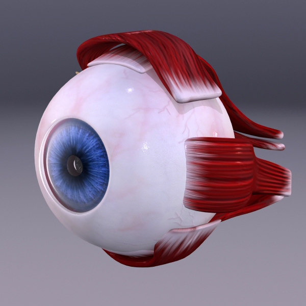 human eye 3d model