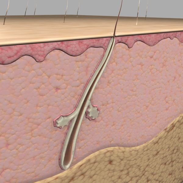3d acne hair follicle animation
