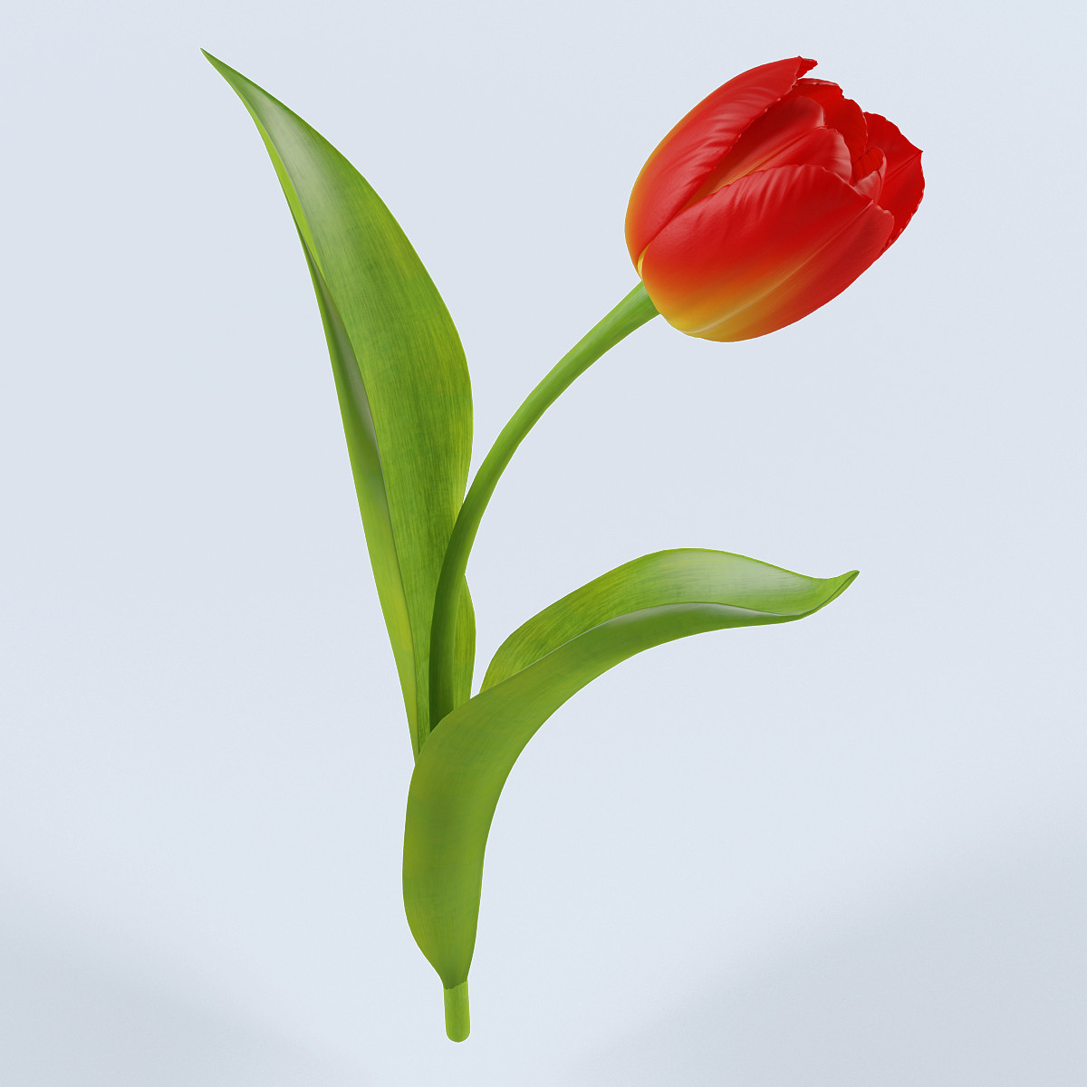 tulip flower obj