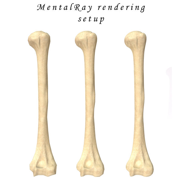 3ds max humerus bone