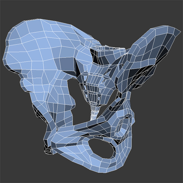 Female Pelvis Max