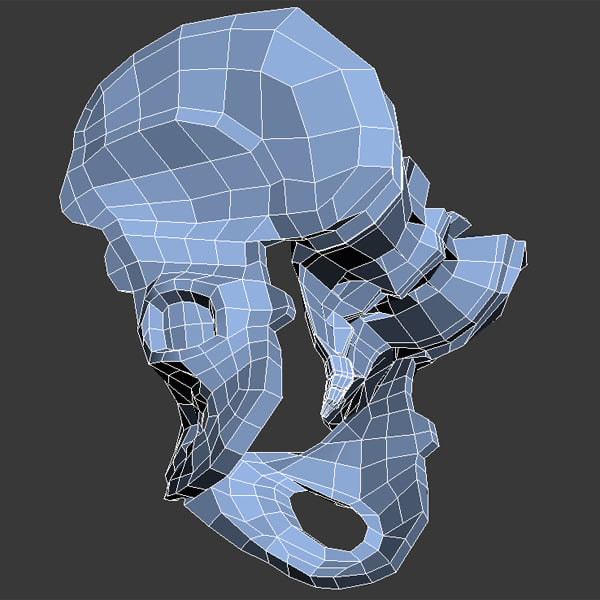 Female Pelvis Max