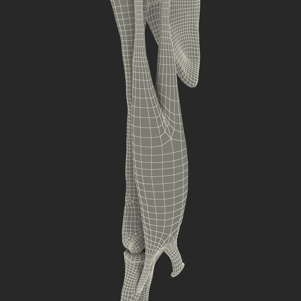 3ds biceps muscle anatomy