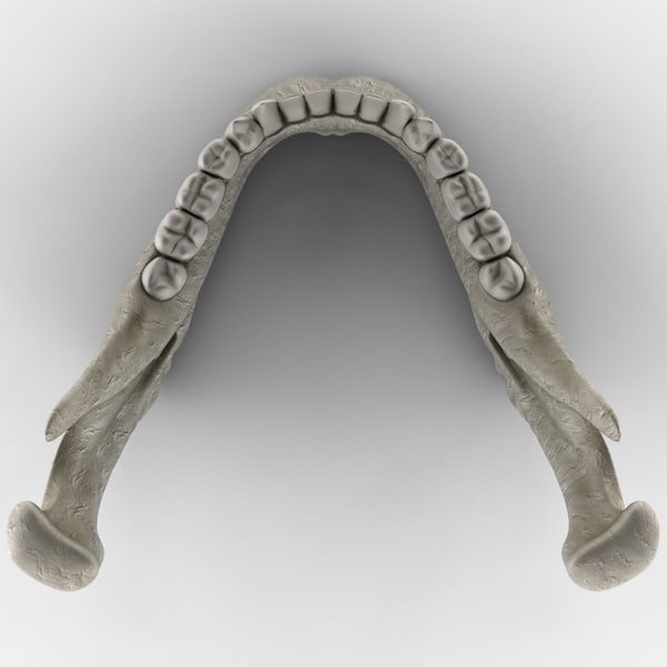 mandible bone 3d model