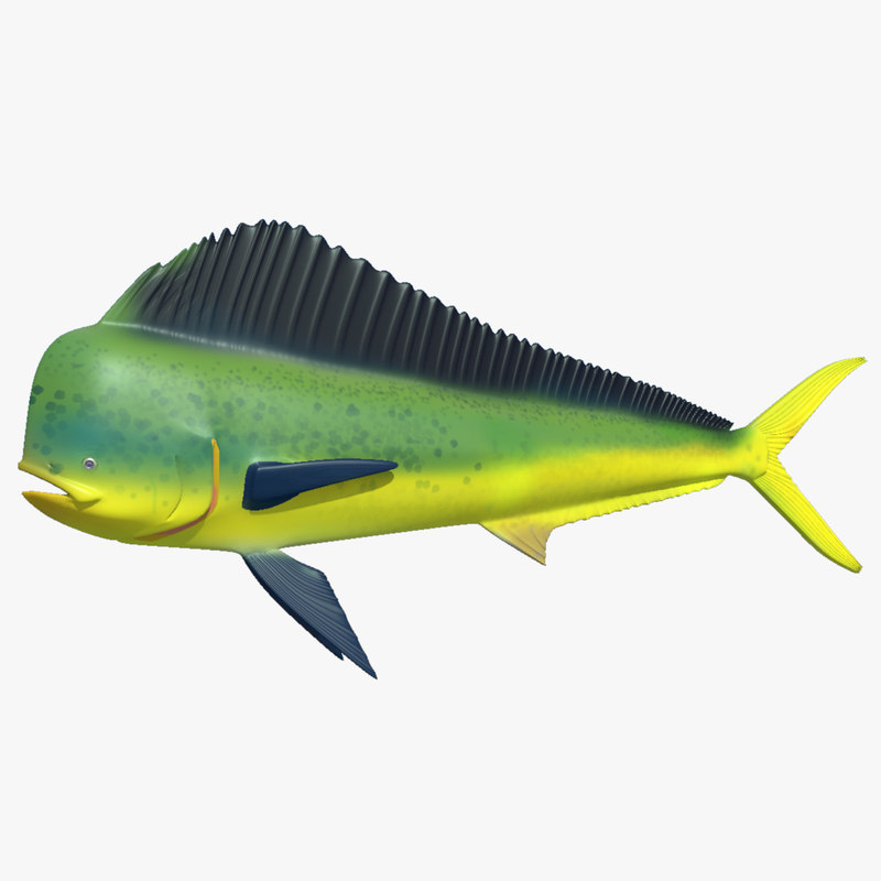 ma mahi dolphin fish