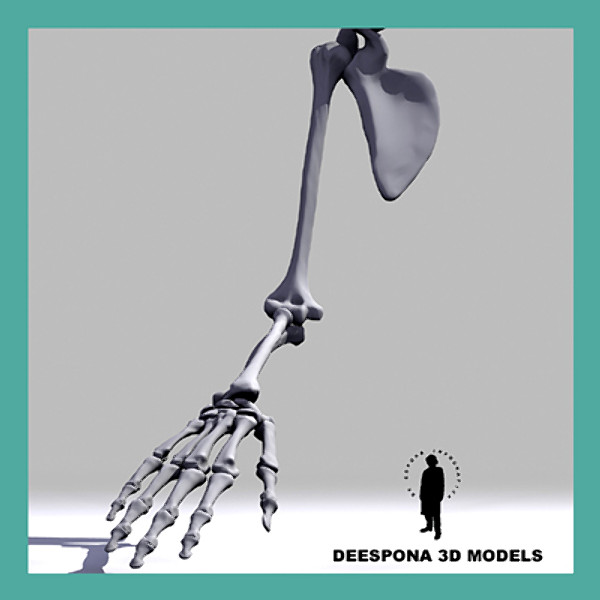 definition human skeleton arm 3d model