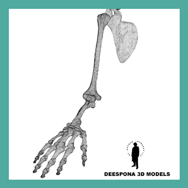 definition human skeleton arm 3d model