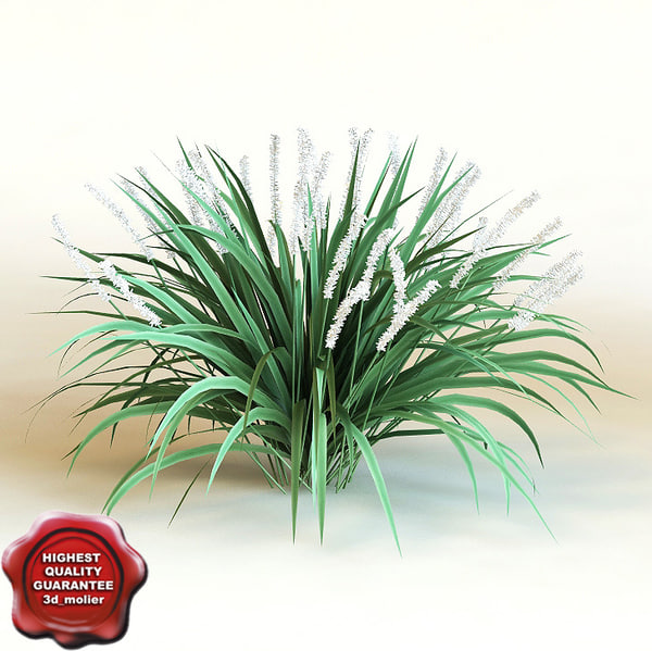3d model Bush Shrub plant Liriope Muscari Monroe White 3d_molier stock purchase buy vray 3ds max
