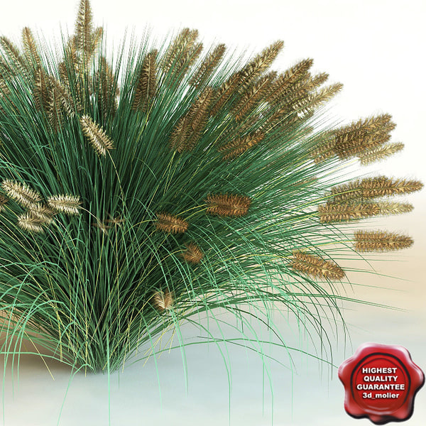 3d model Bush Shrub Pennisetum alopecuroides Hameln plant stock purchase buy 3d_molier