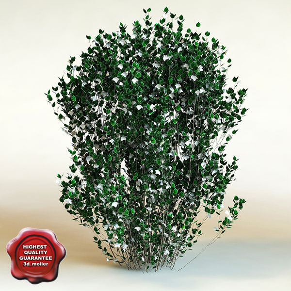 3d model Bush Shrub Philadelphus X Virginalis Natchez plant stock purchase buy 3d_molier