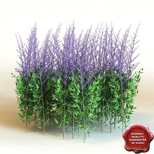 3d model Bush Shrub plant Perovskia ATriplicifolia Plant 3d_molier stock purchase buy vray 3ds max