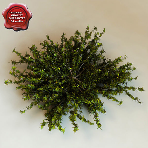 3d model bush shrub plant Juniperus Virginiana Silver Spreader 3d_molier stock purchase buy vray 3ds max