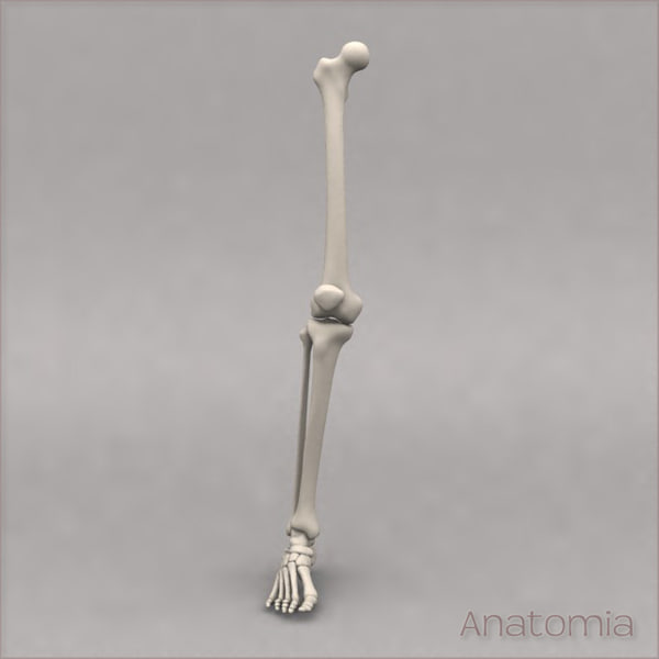 max male human leg skeleton bone