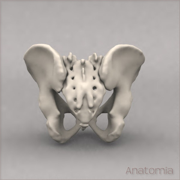 maya human pelvis skeleton