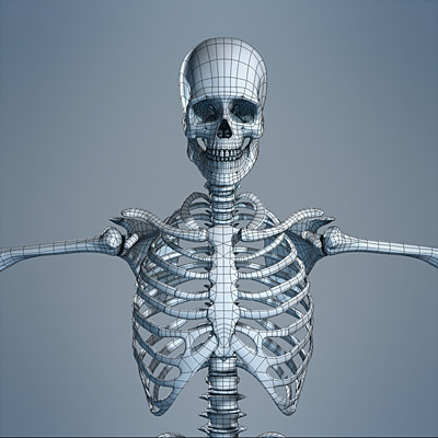 3d human skeleton male body model