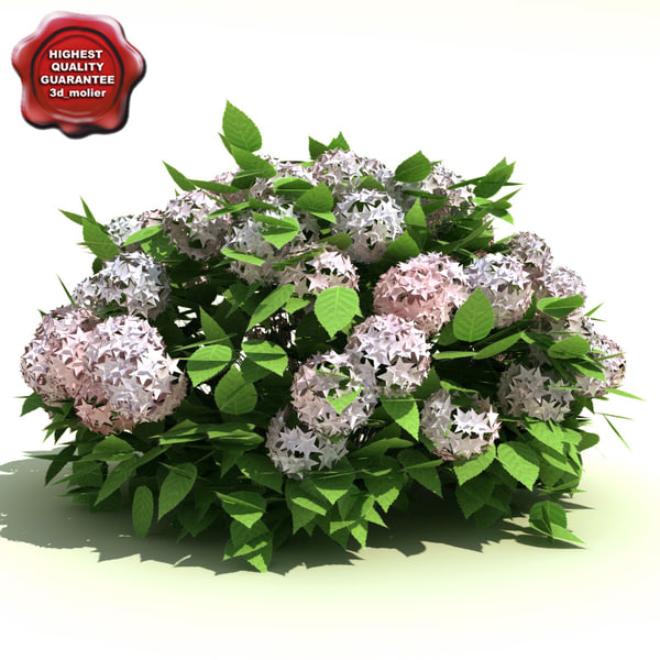 hydrangea arborescens annabelle 3d model  Hydrangea arborescens 
