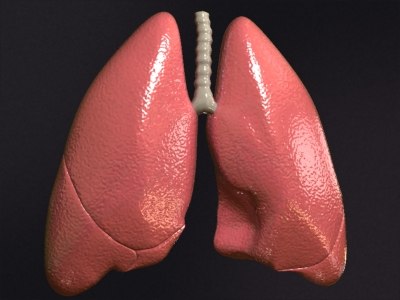 realistic lungs 3d max