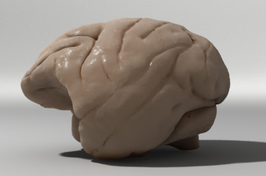 Make+3D+Brain+Model monkey brain 3d obj - monkey brain... by I model for cash