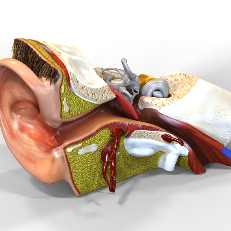 Ear diagram to label image
