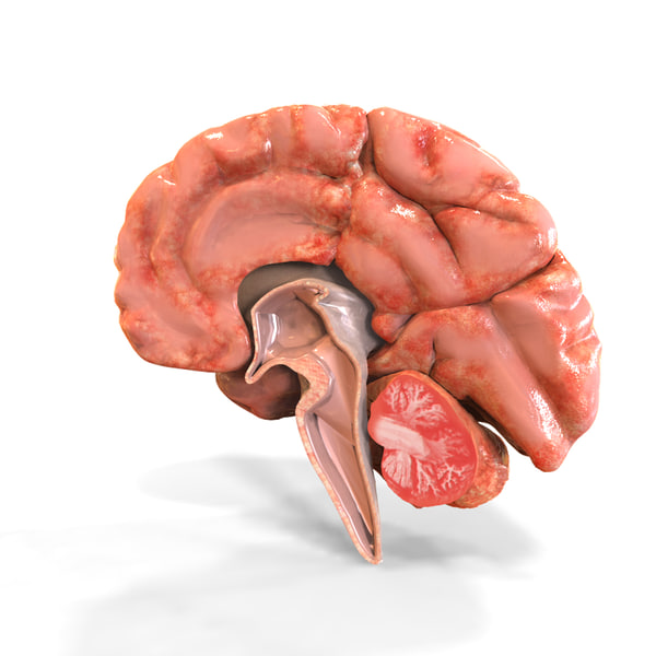 human brain anatomy 3d model