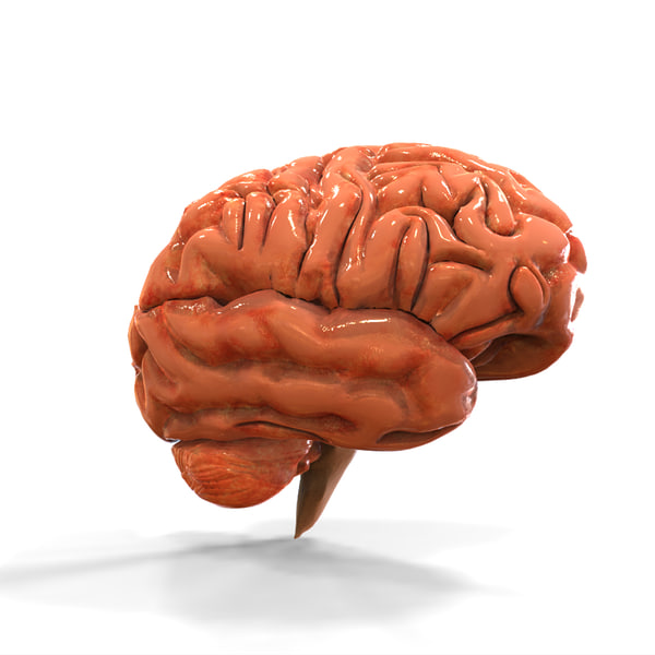 human brain anatomy 3d model