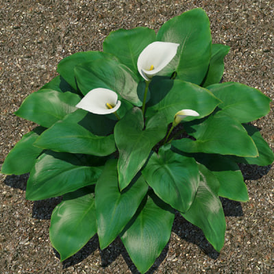 calla plant calla plant
