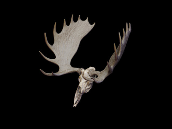 3ds max moose antlers