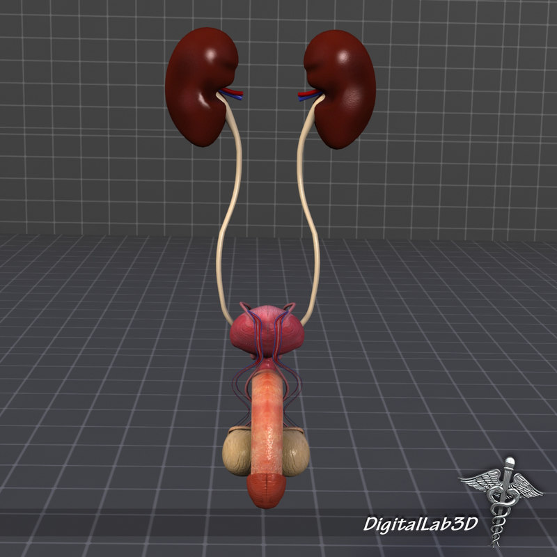 3d model uro urinary