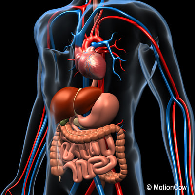 digestive system