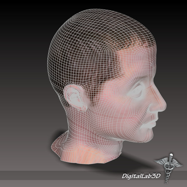 3d model human head anatomy