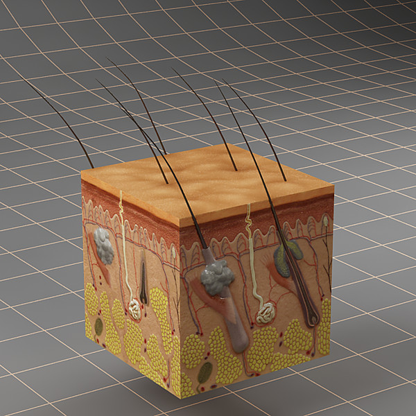 3d human skin anatomy model