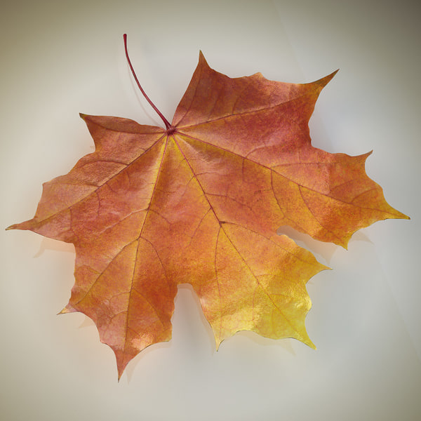 3d model realistic autumn leaves leaf