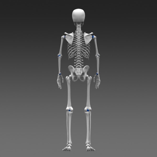 3d model poseable human skeleton cad