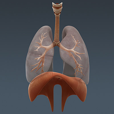 lightwave human respiratory diaphragm