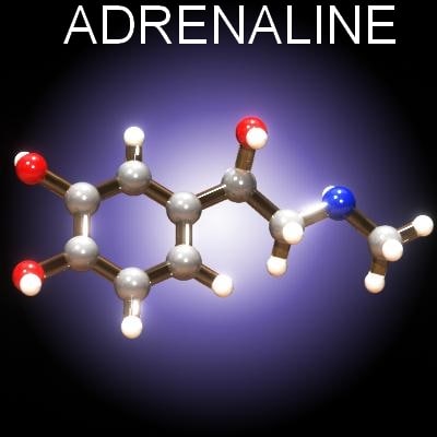 adrenaline structure tattoo www imgkid com the image adrenaline structure tattoo www imgkid com the image